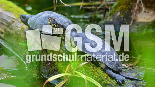 Europäische Sumpfschildkröte_4.jpg